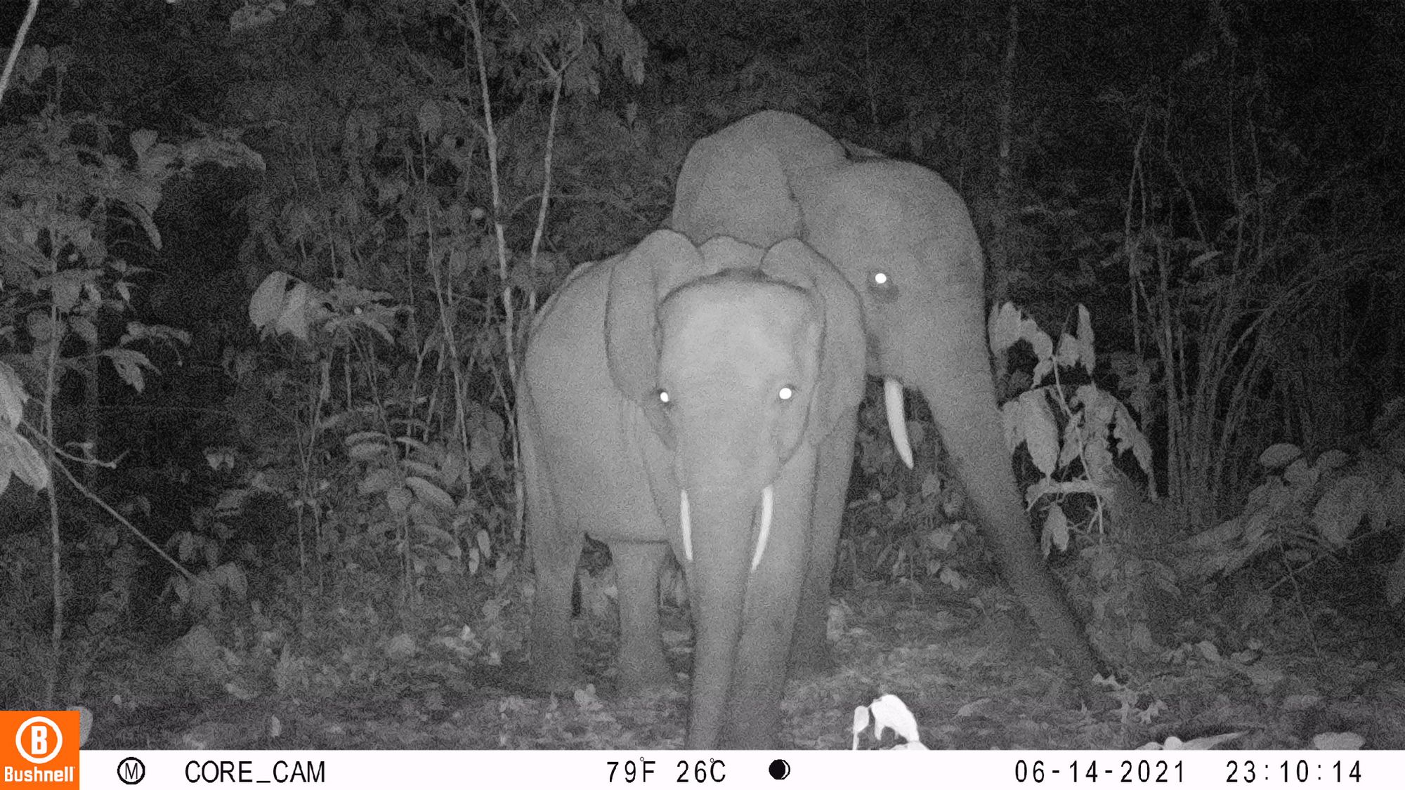 Camera trap image from the pilot in Gabon showing two elephants.